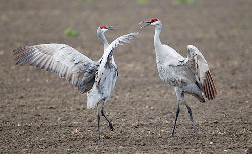 Sandhill_Cranes_Antigone_canadensis