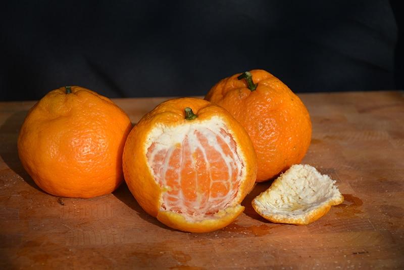 Satsuma