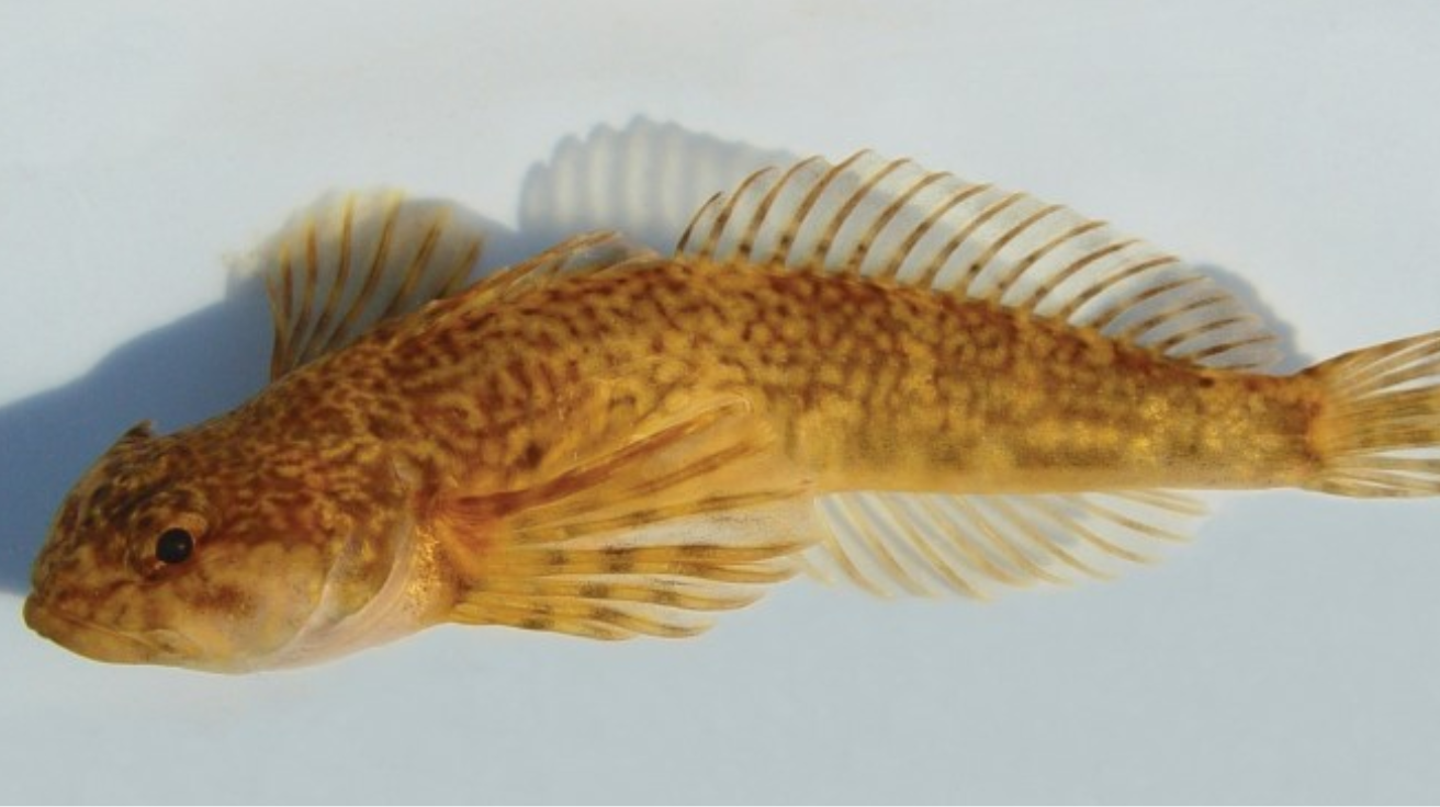 Sculpin