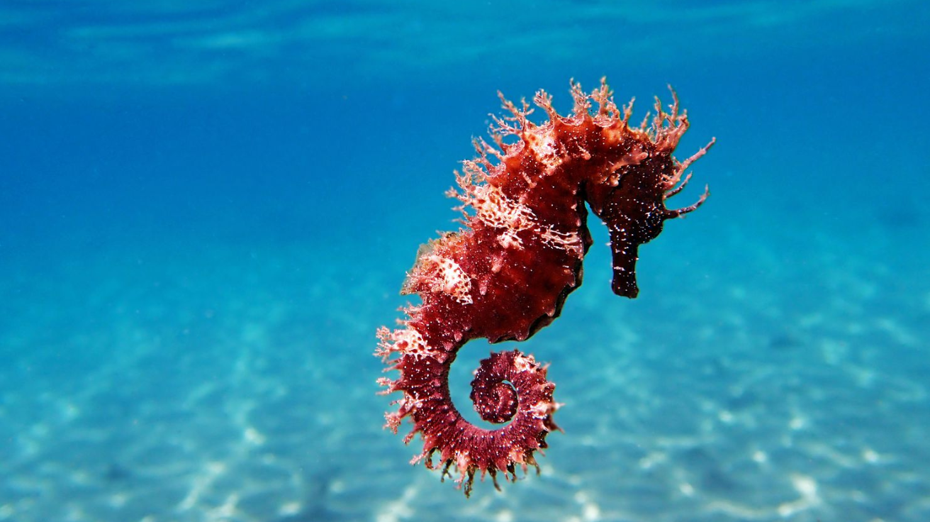 Seahorse