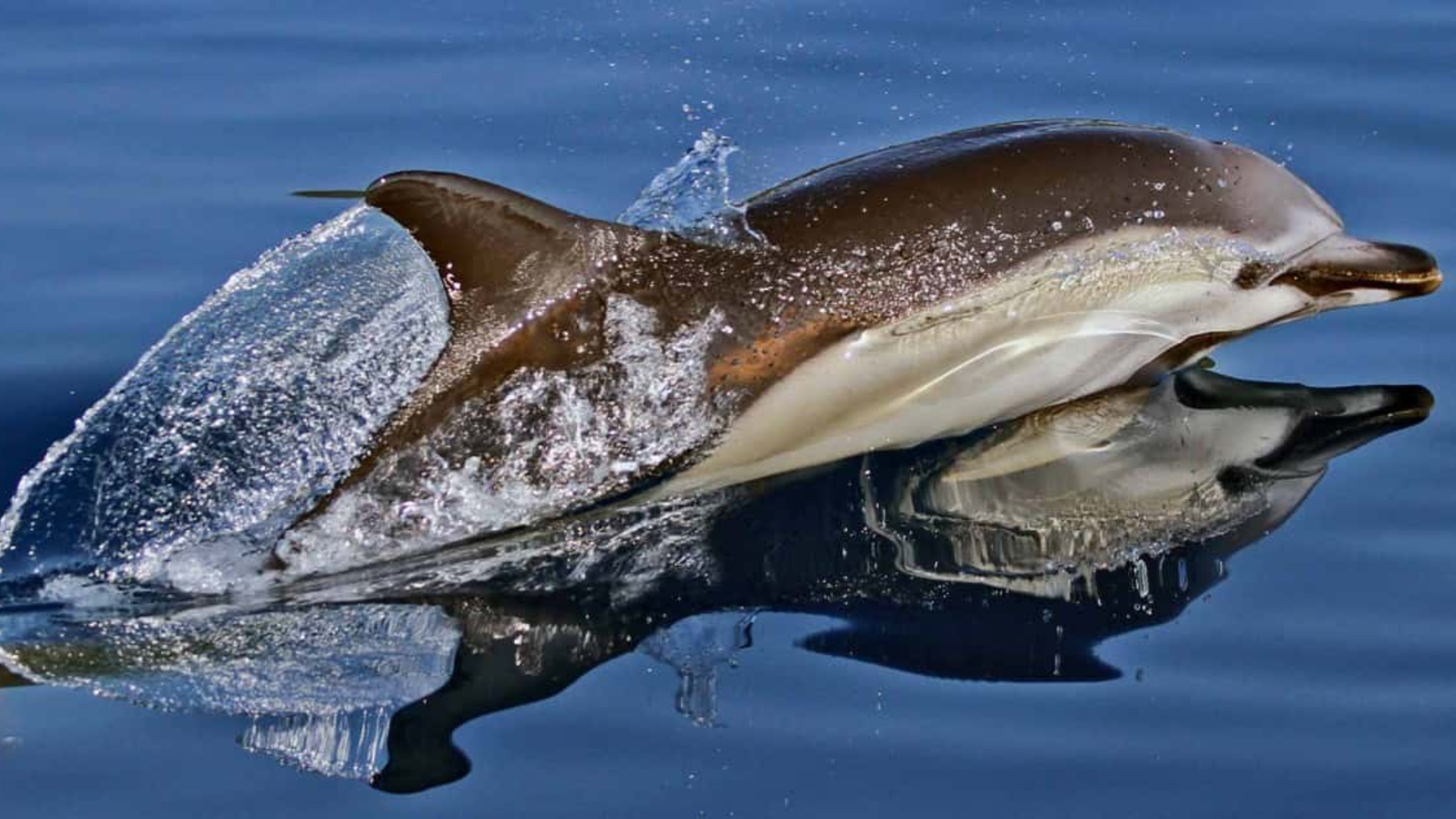 Short-Beaked_Common_Dolphin