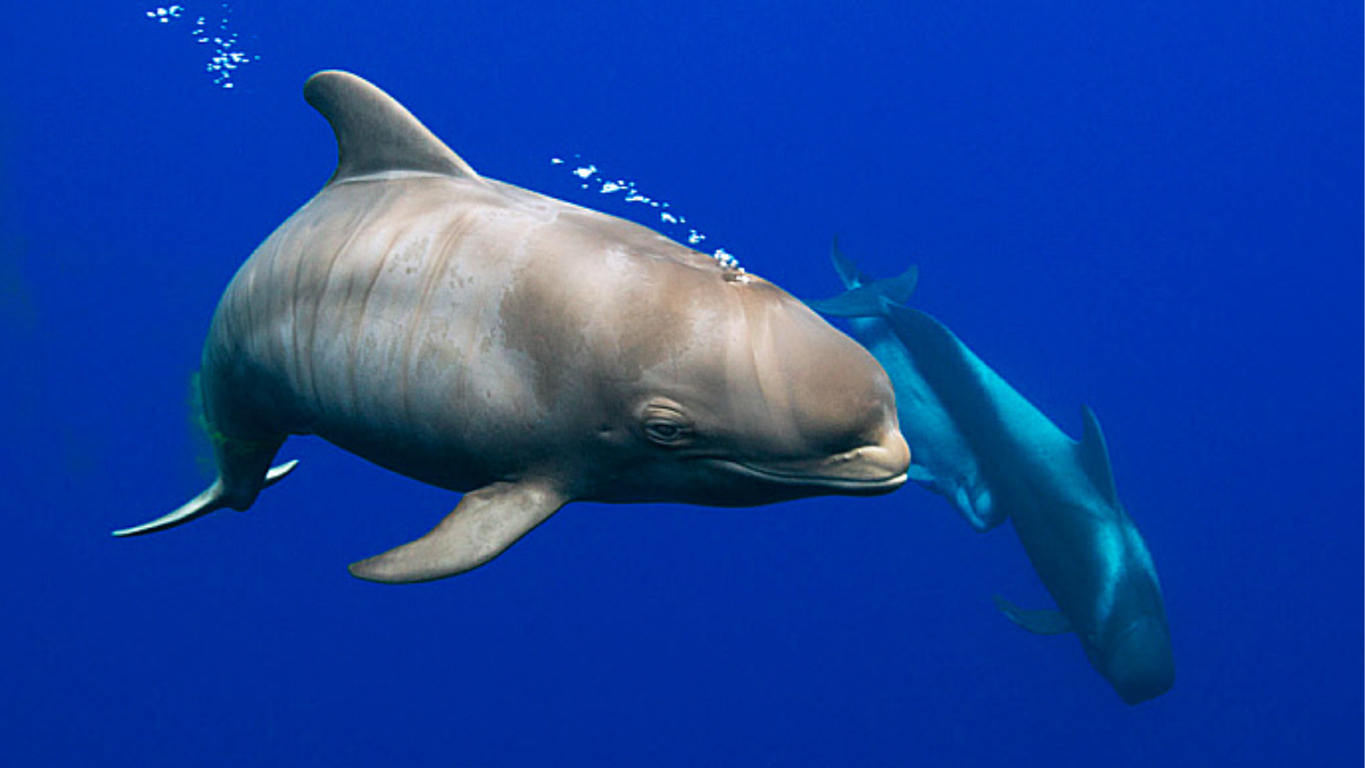 Short-Finned_Pilot_Whale