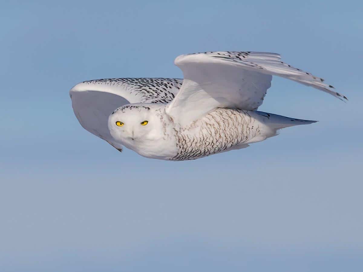 Snowy_Owl_Bubo_scandiacus