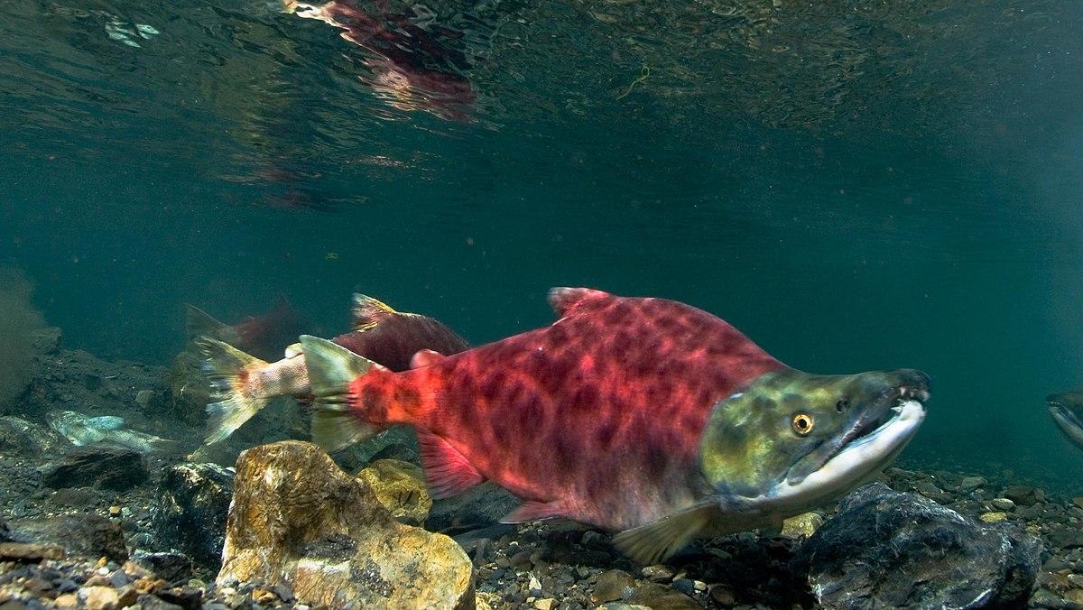 Sockeye_Salmon_Oncorhynchus_nerka