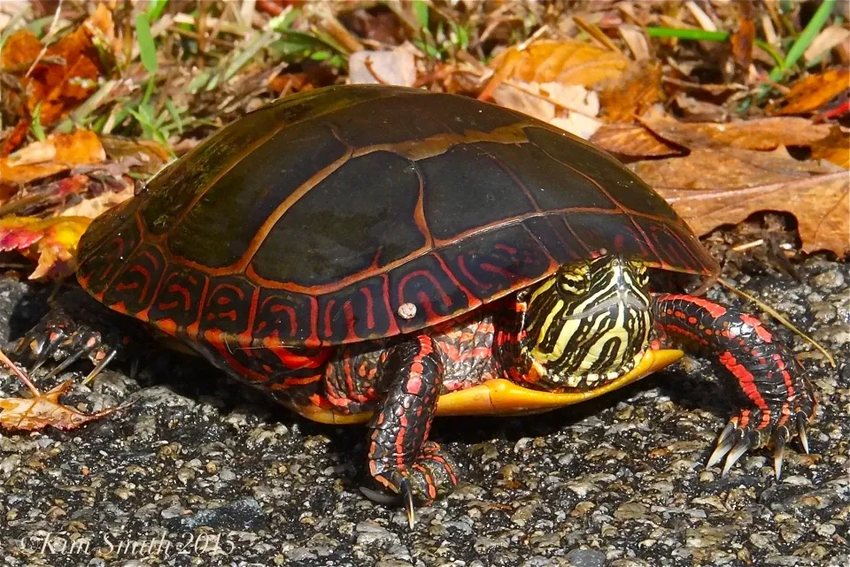 Southern_Painted_Turtle