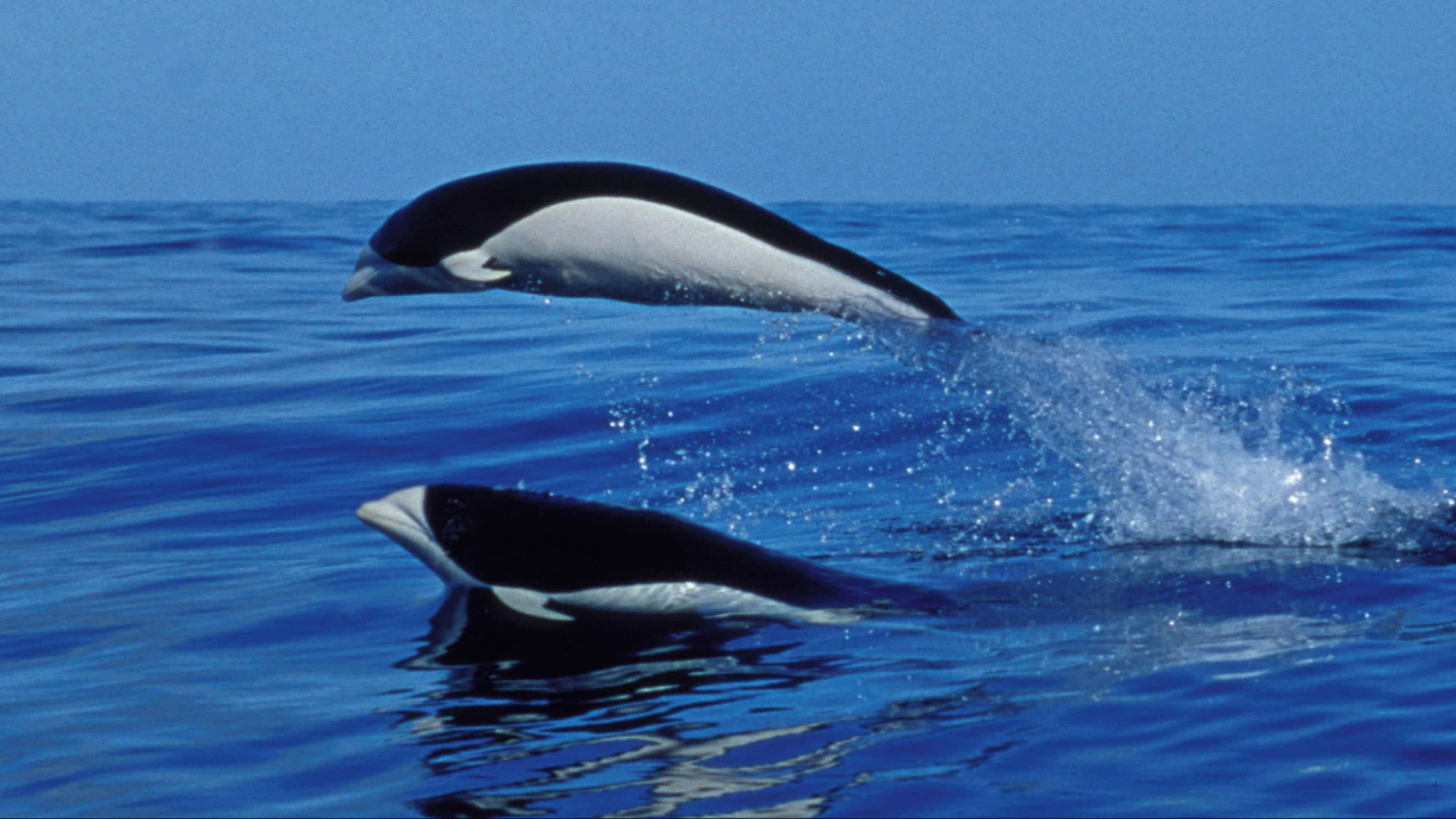 Southern_Right_Whale_Dolphin