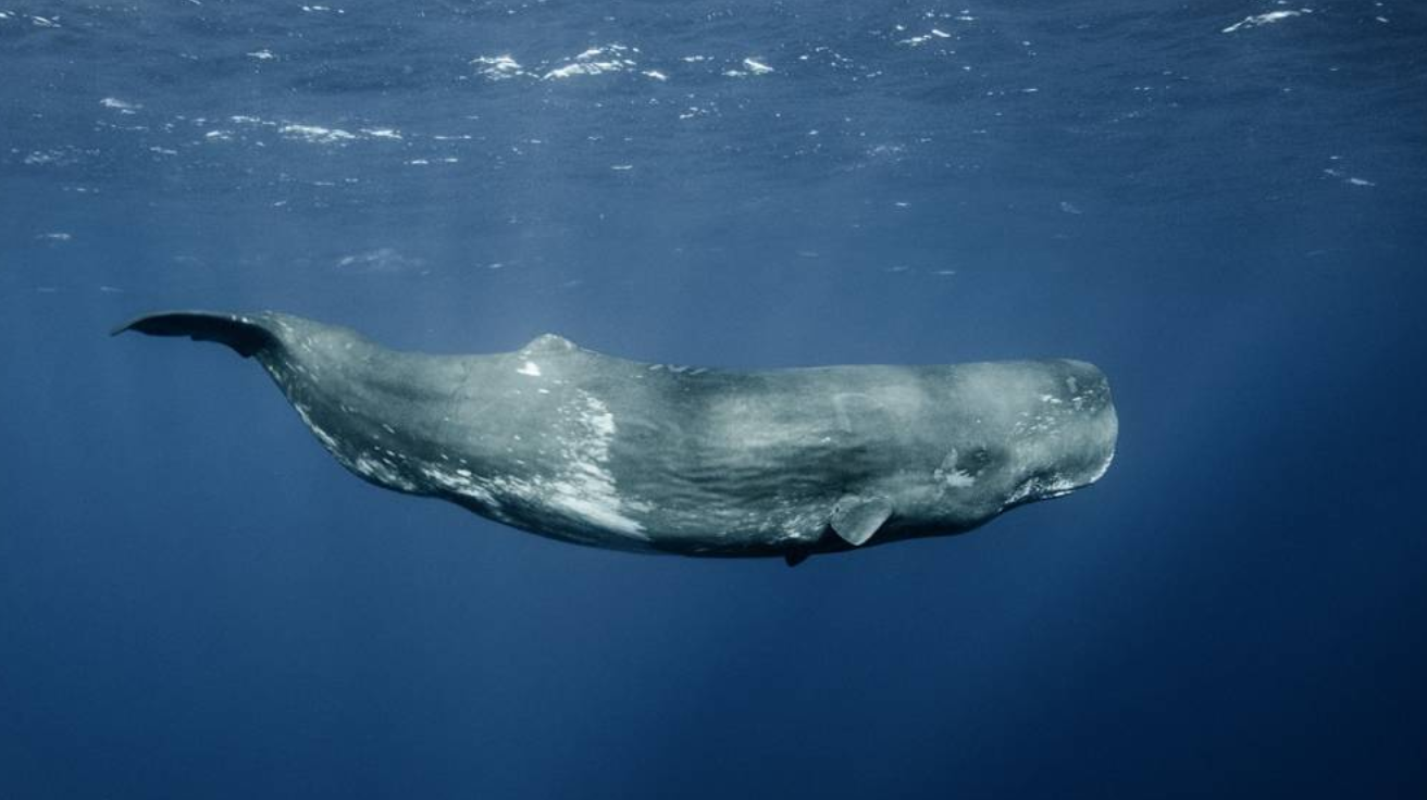 Sperm_Whale