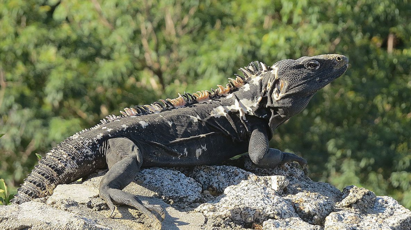 Spiny-Tailed_Iguana