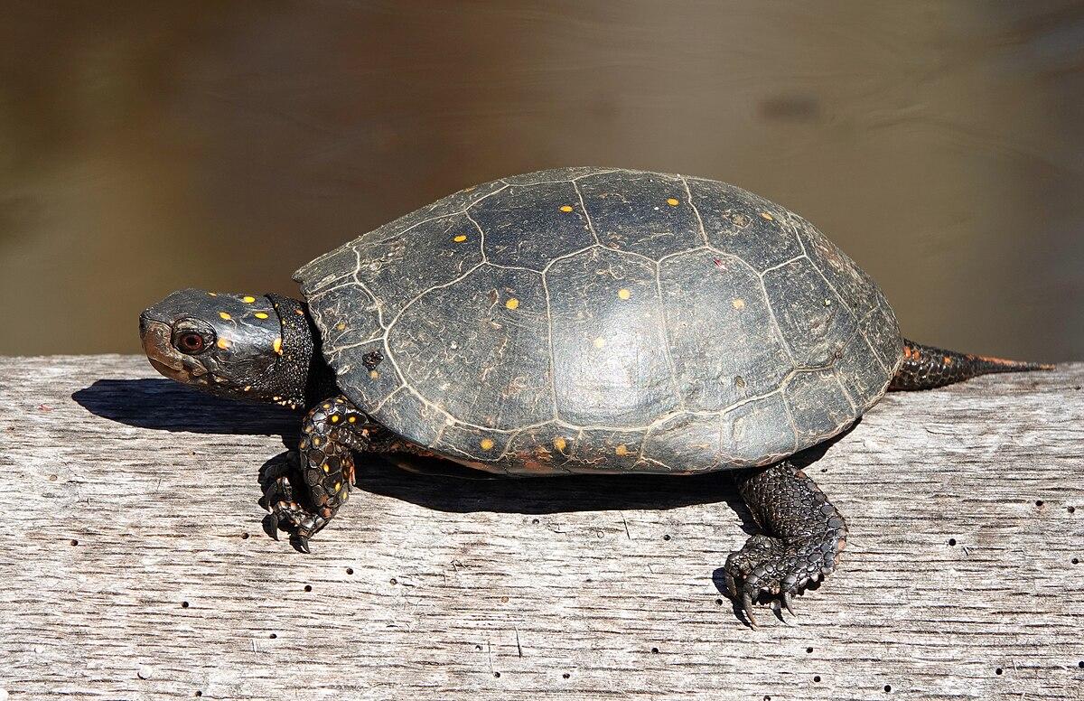 Spotted_Turtle