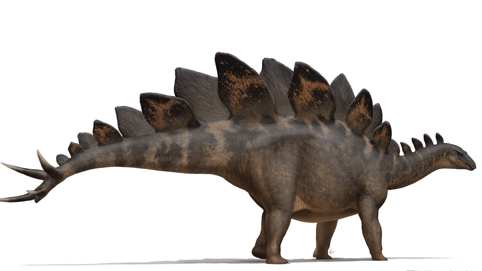 Stegosaurus_Stenops