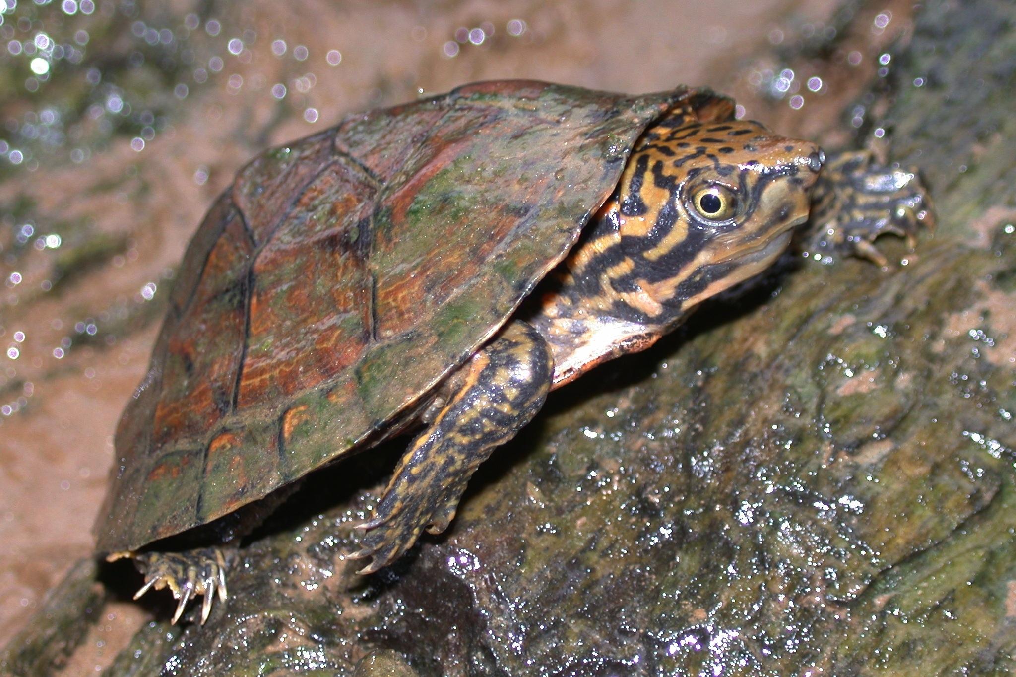 Stripe-Necked_Musk_Turtle