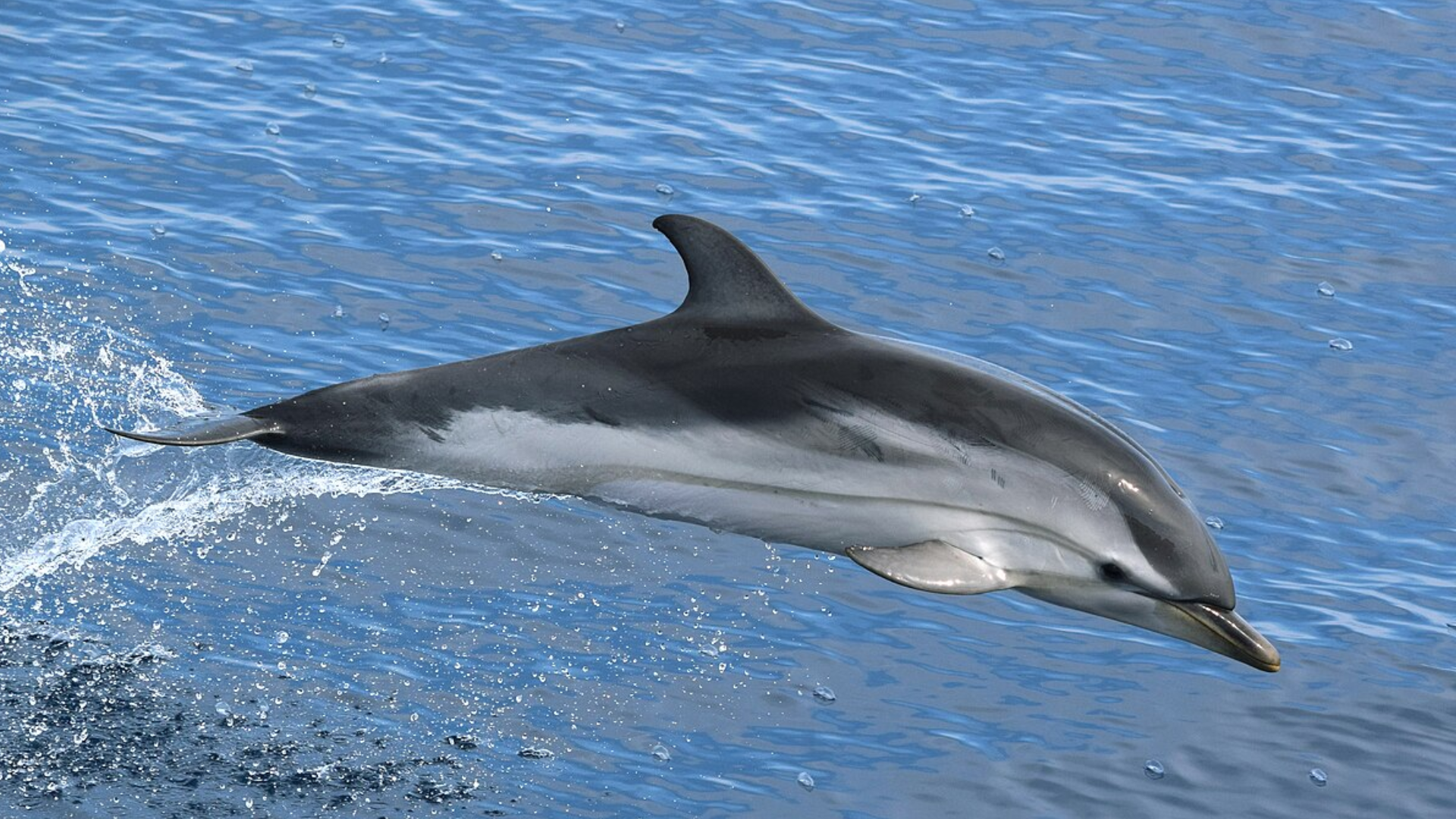 Striped_Dolphin