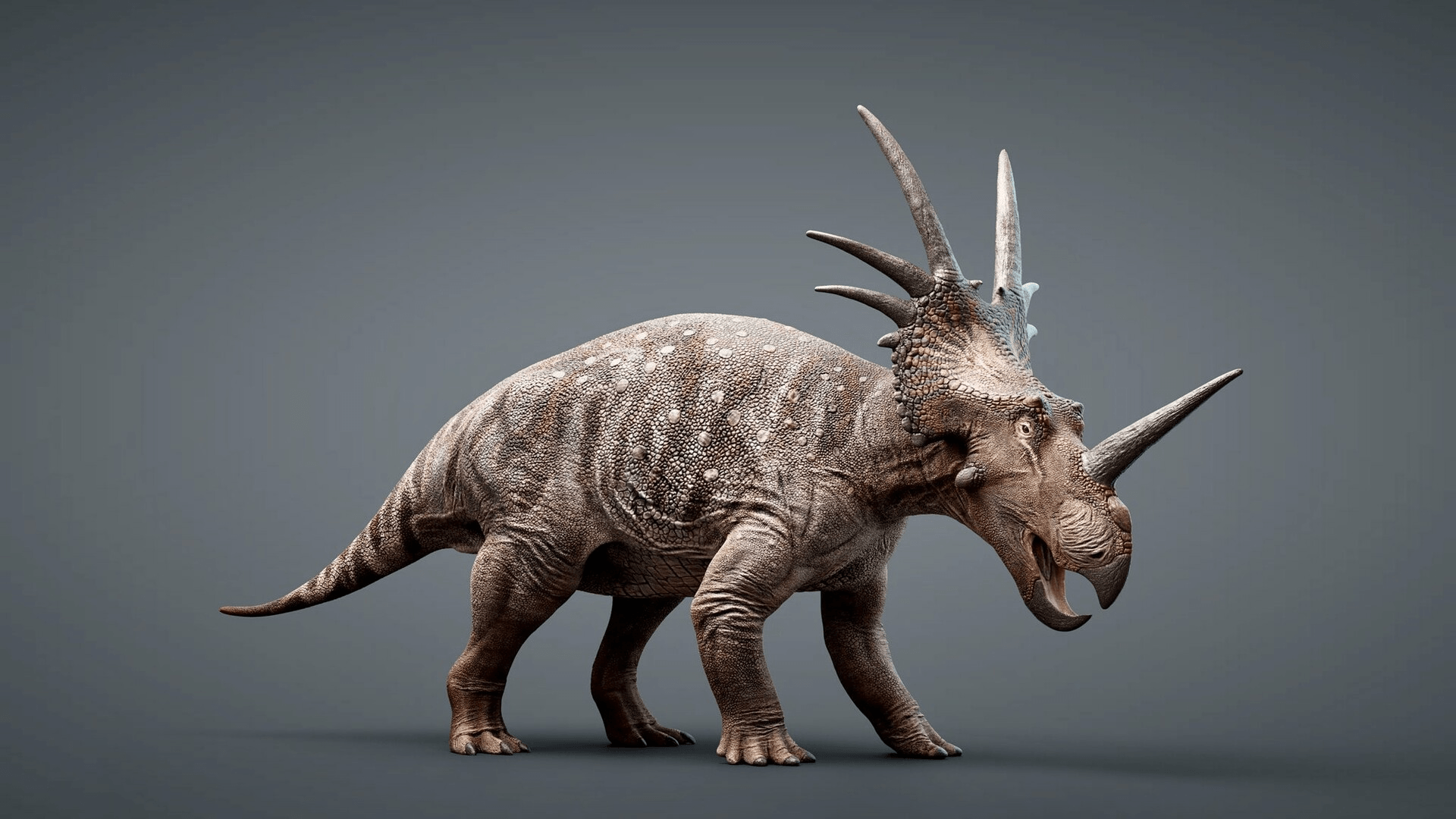 Styracosaurus_Albertensis