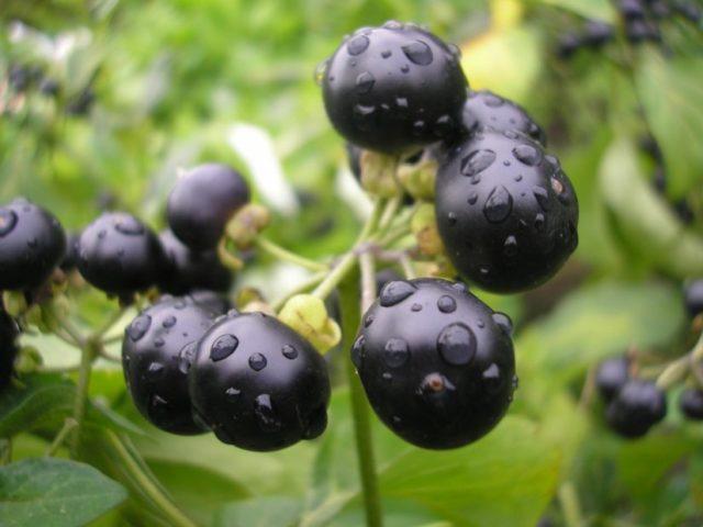 Sunberry