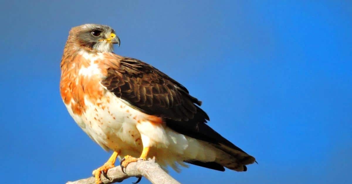 Swainsons_Hawk_Buteo_swainsoni