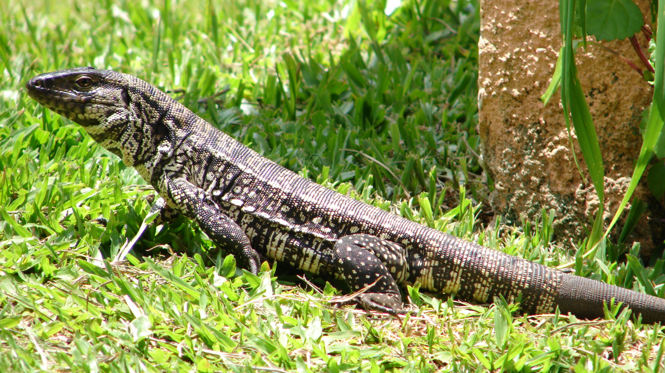 Tegu_Lizard