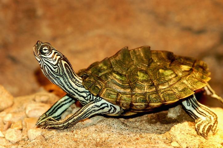 Texas_Map_Turtle