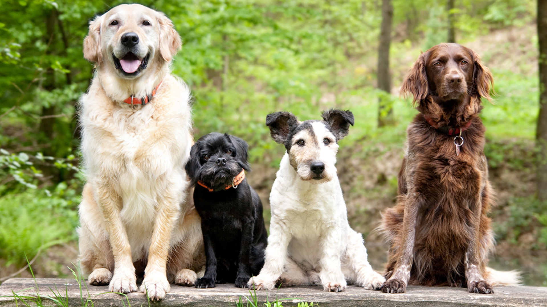 The_World_of_Dog_Breeds_Through_Trivia