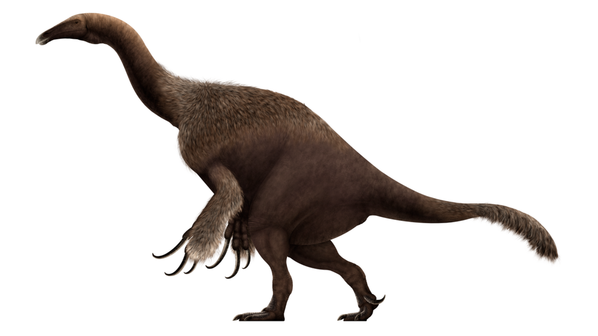 Therizinosaurus_Licheniformis