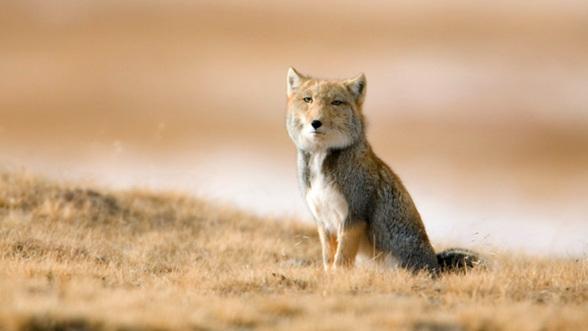 Tibetan_Fox