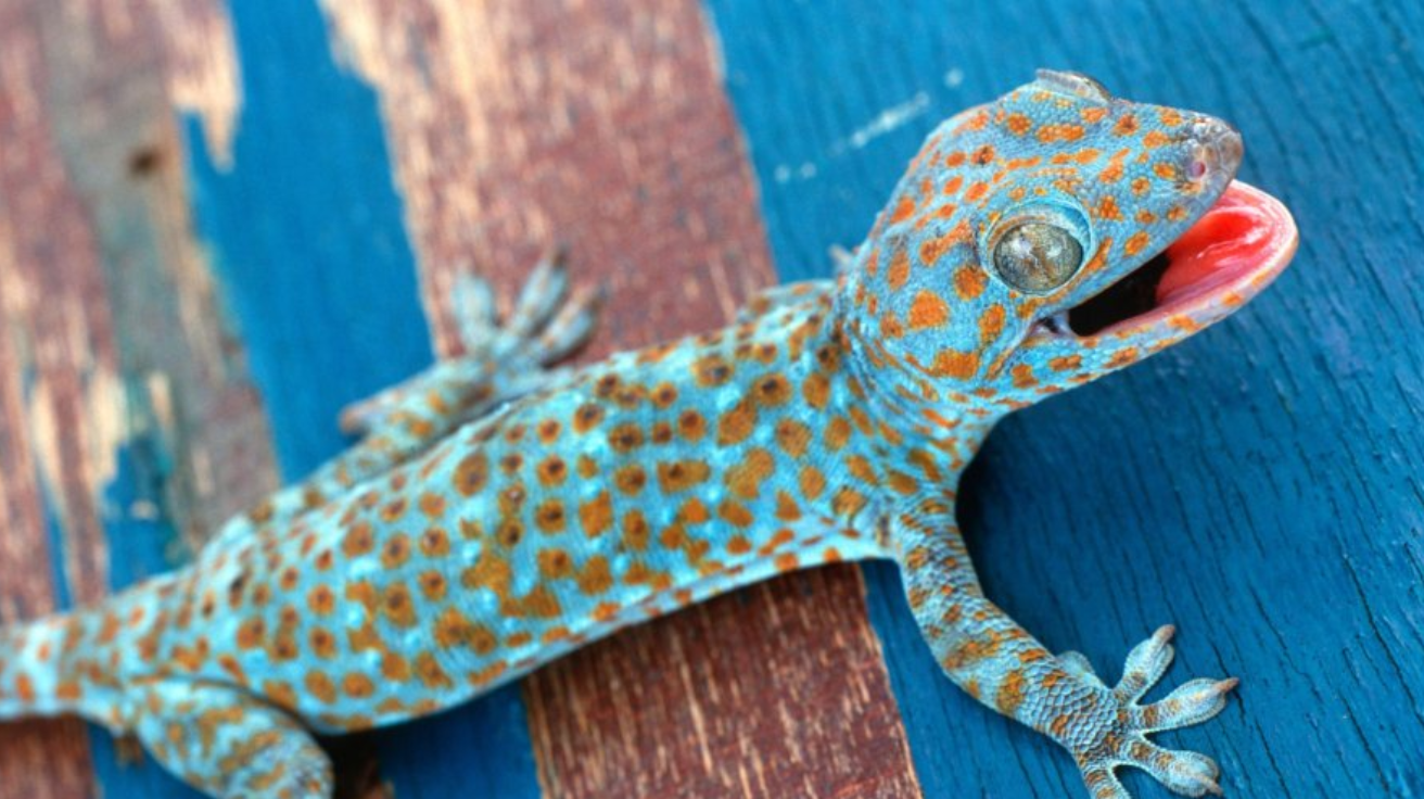 Tokay_Gecko