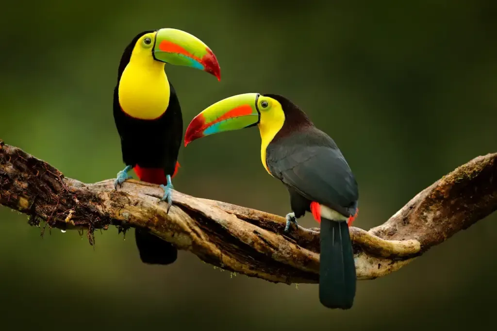 Toucan