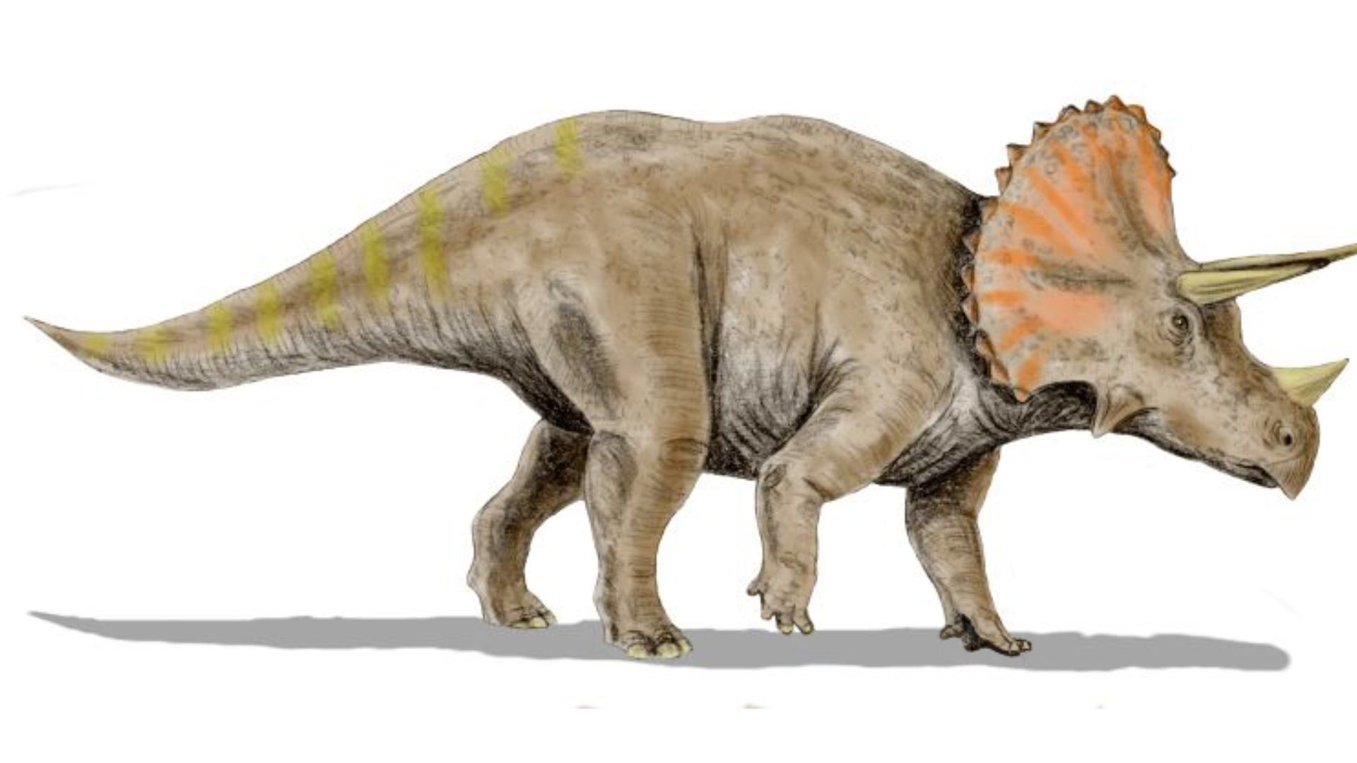 Triceratops_Horridus