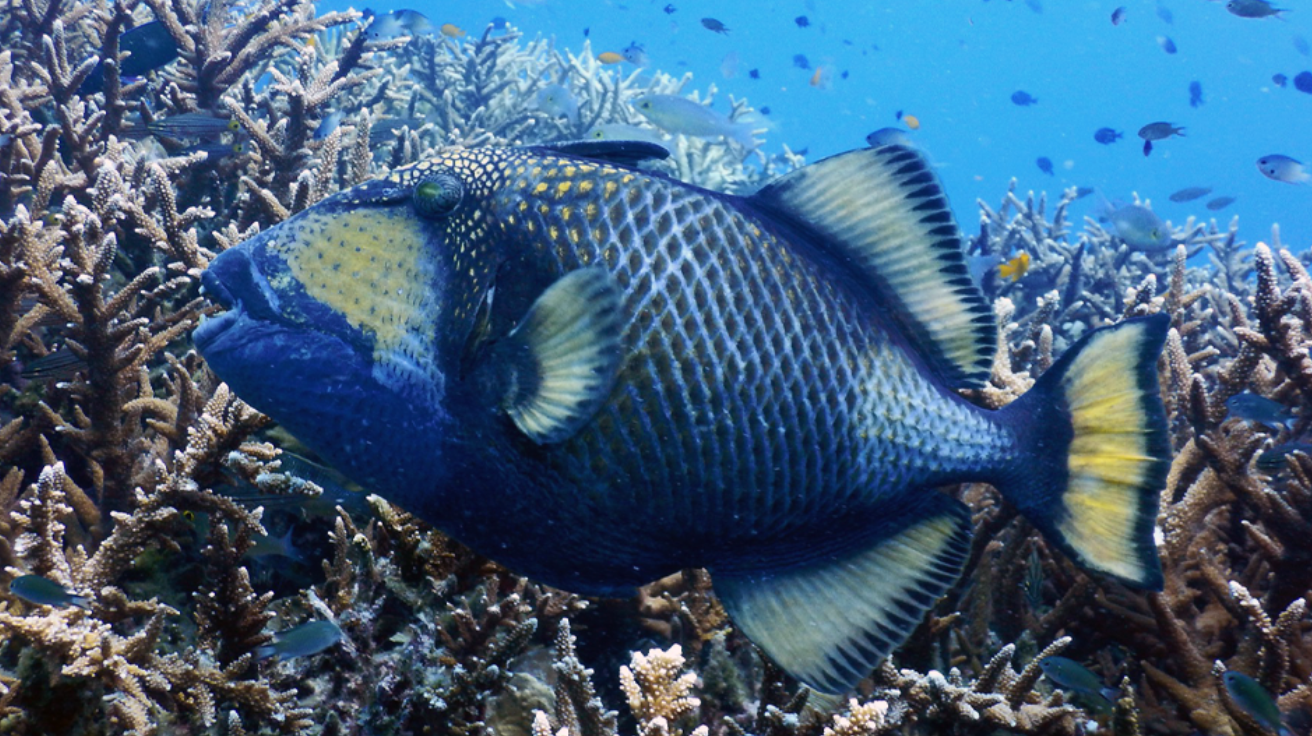 Triggerfish