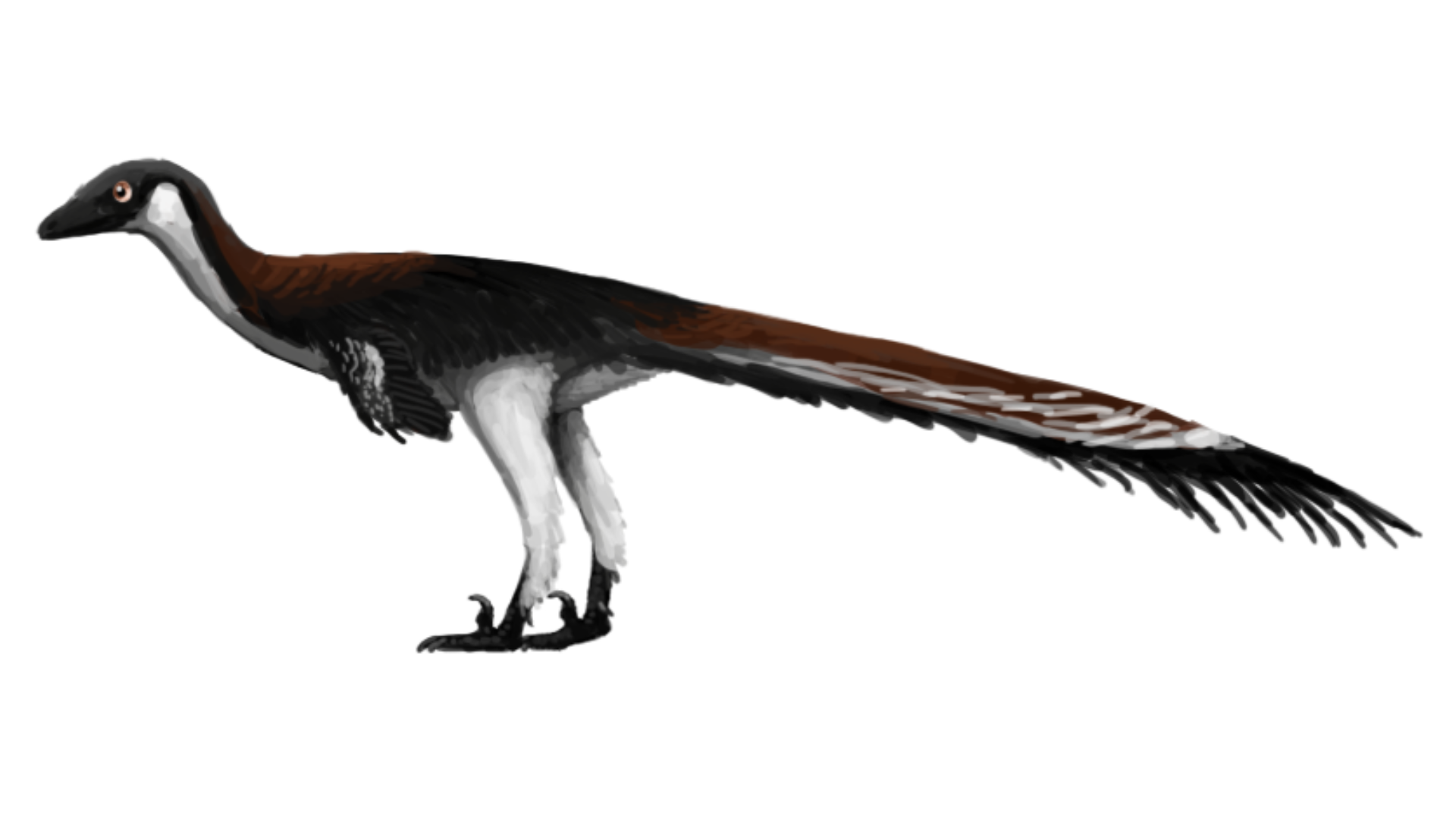 Troodon_Formosus