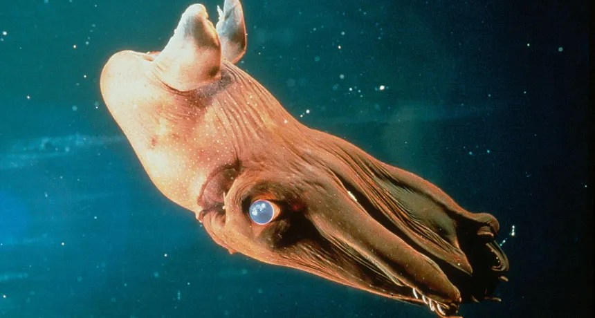 Vampire_Squid