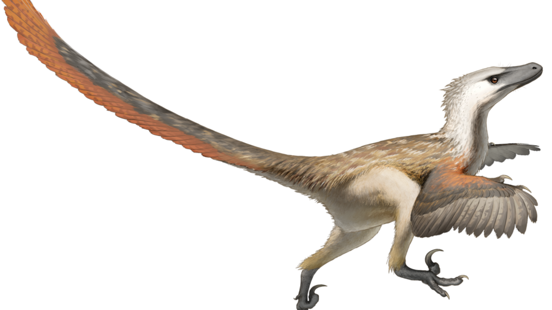 Velociraptor_Mongoliensis