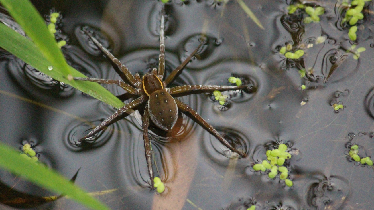 Water_Spider