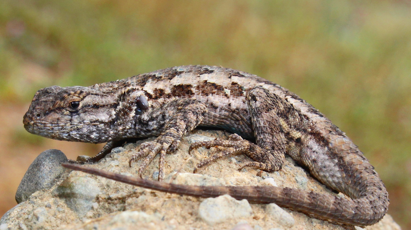 Western_Fence_Lizard