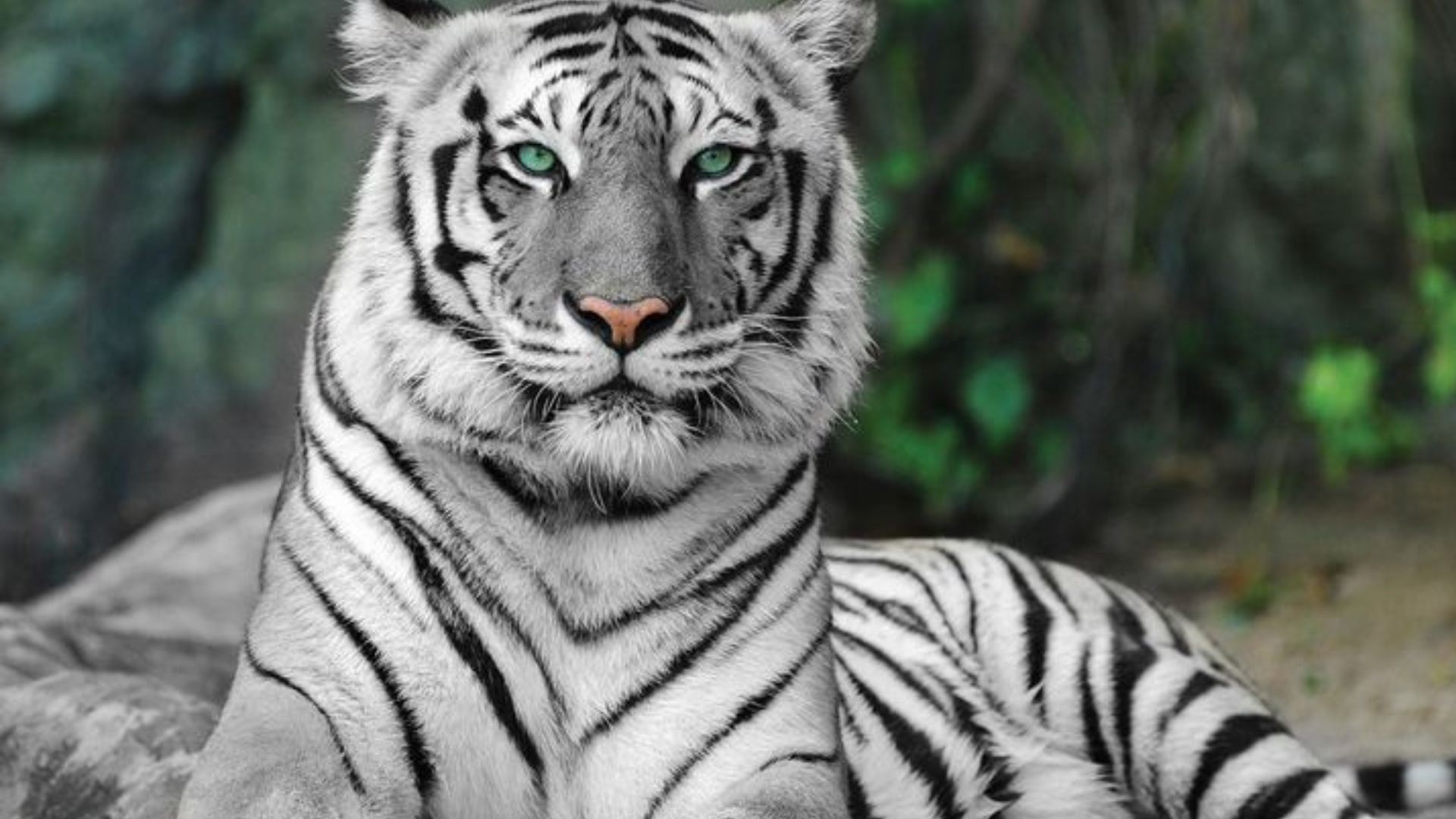 What_Makes_White_Tigers_So_Unique