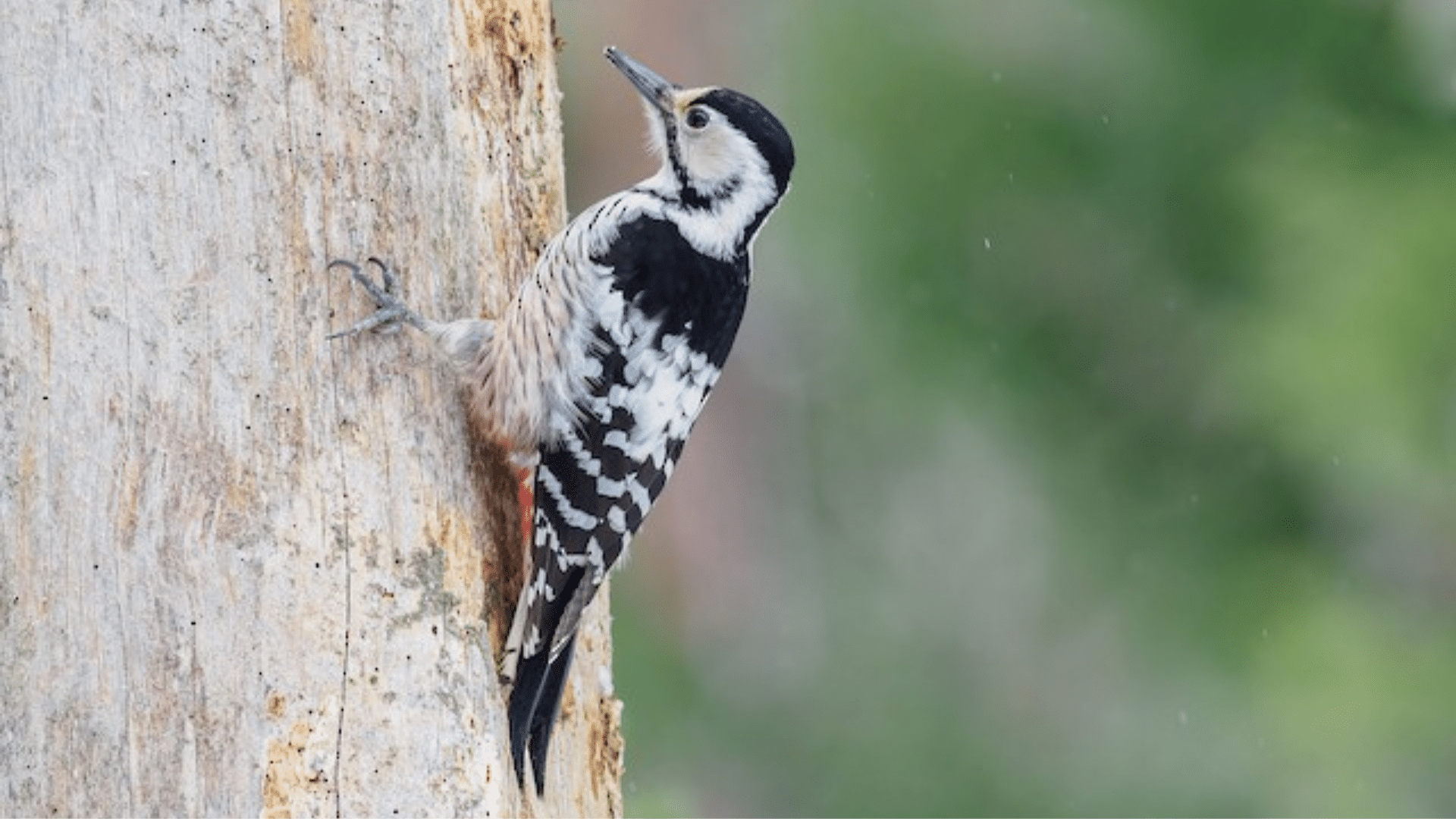 White-Backed_Woodpecker