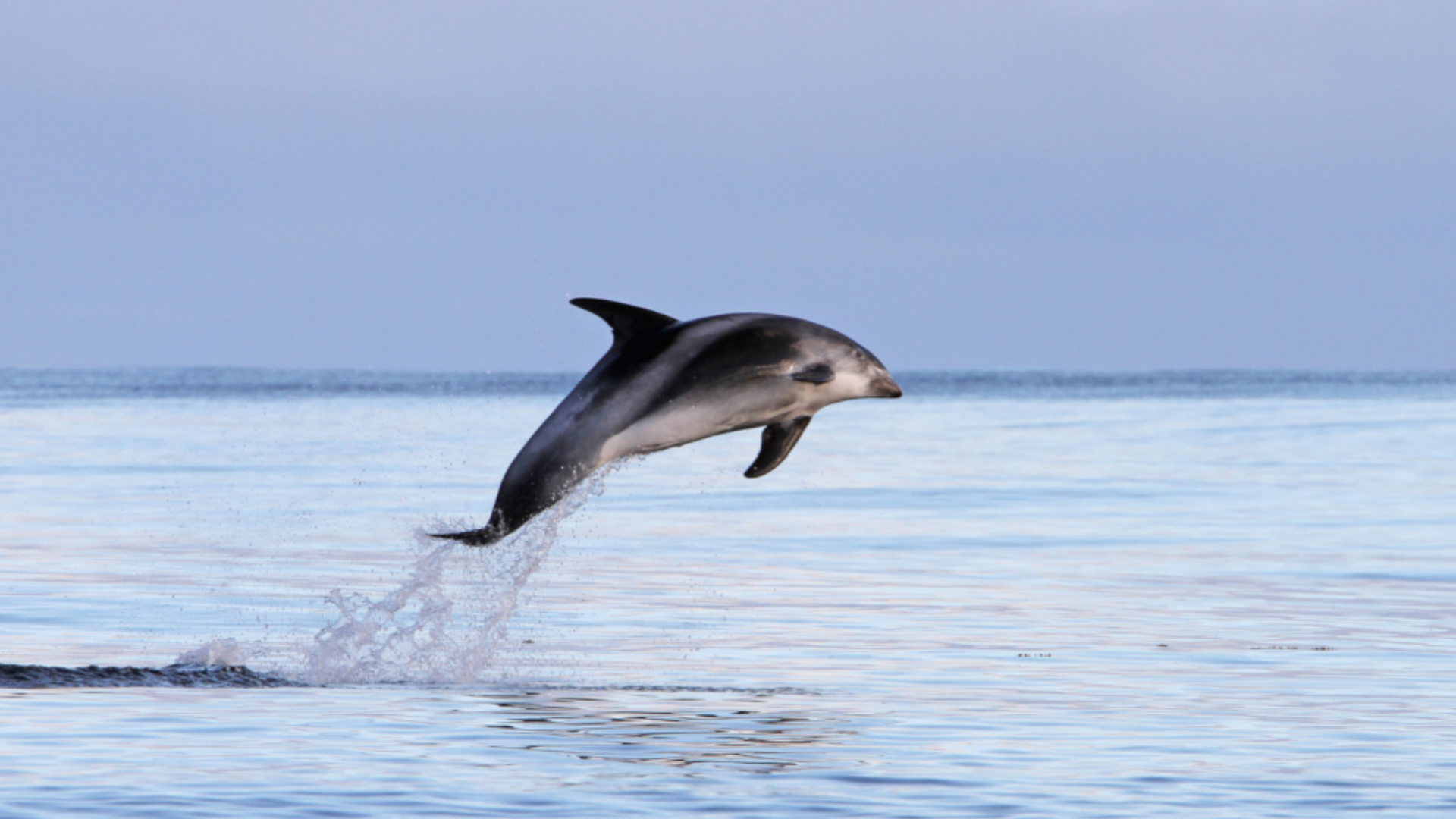 White-Beaked_Dolphin