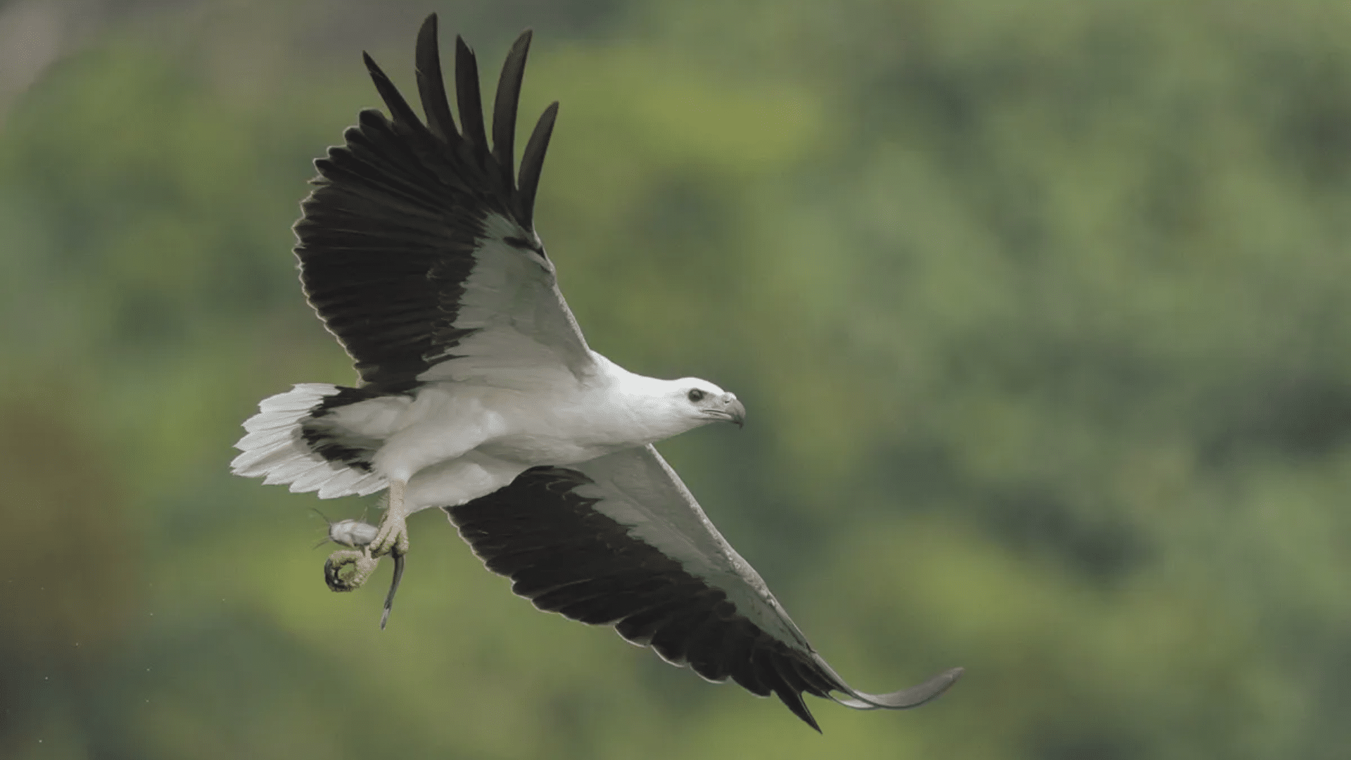 White-Breasted_Sea_Eagle