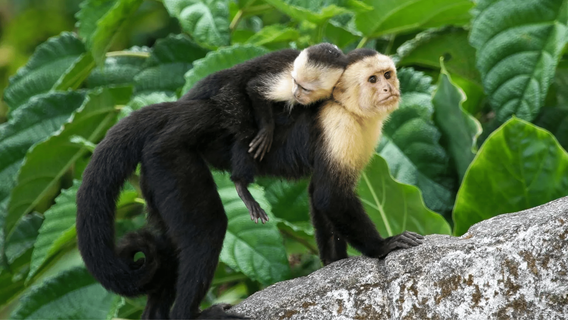 White-Headed_Capuchin