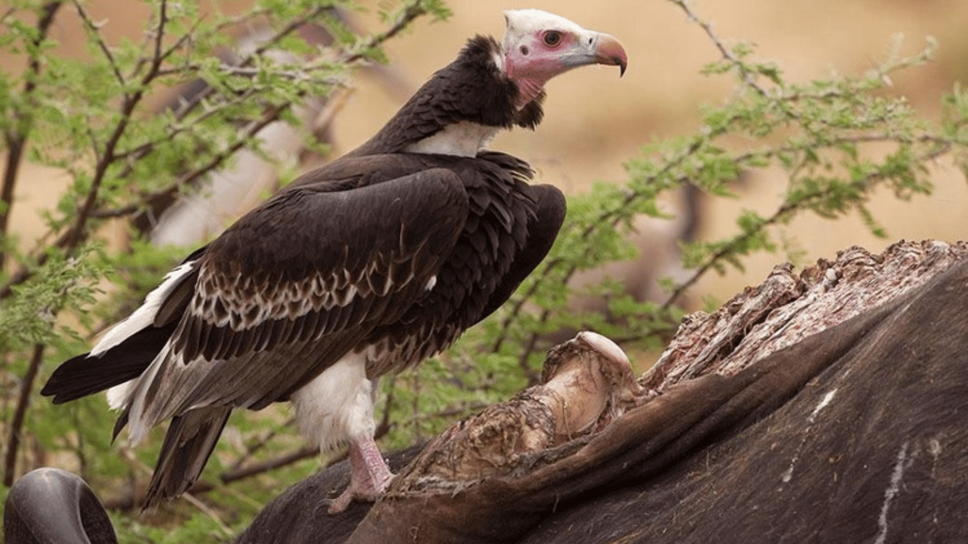 White-Headed_Vulture