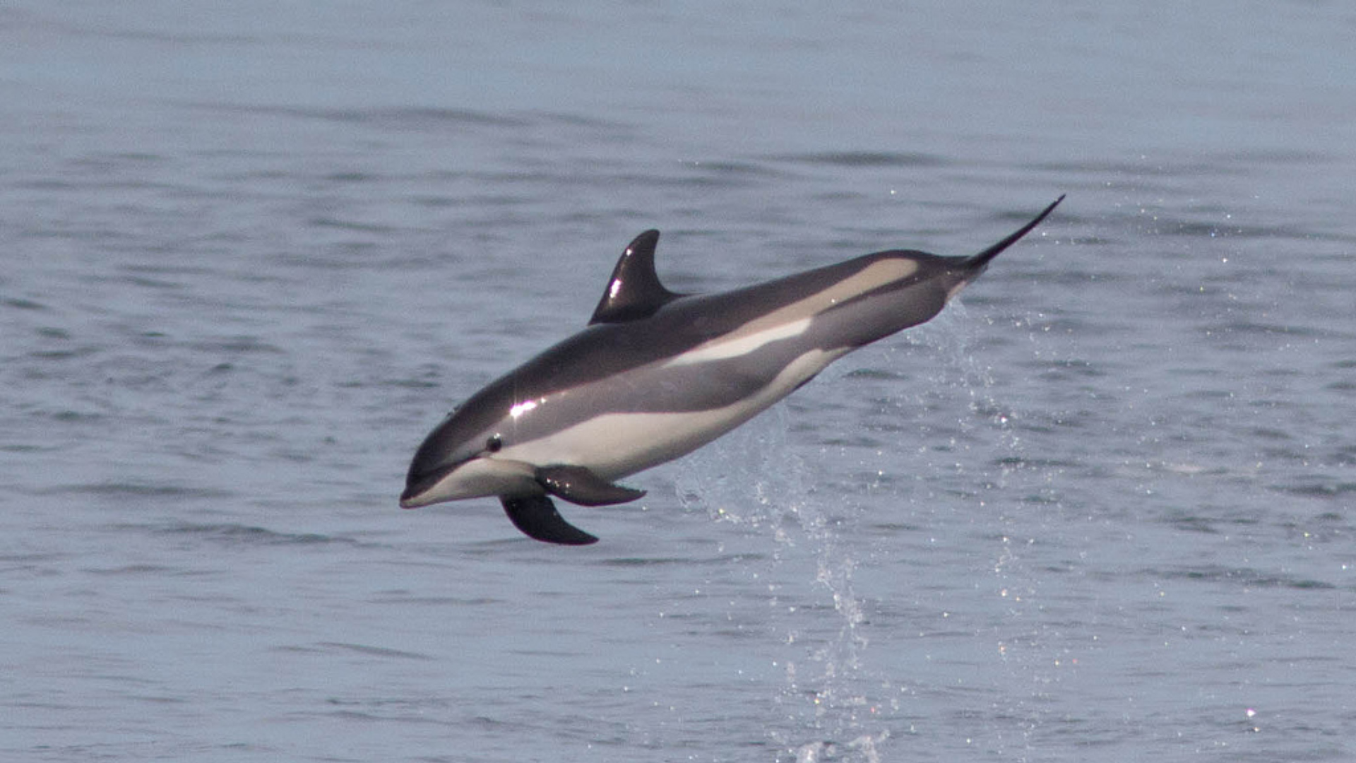 White-Sided_Dolphin