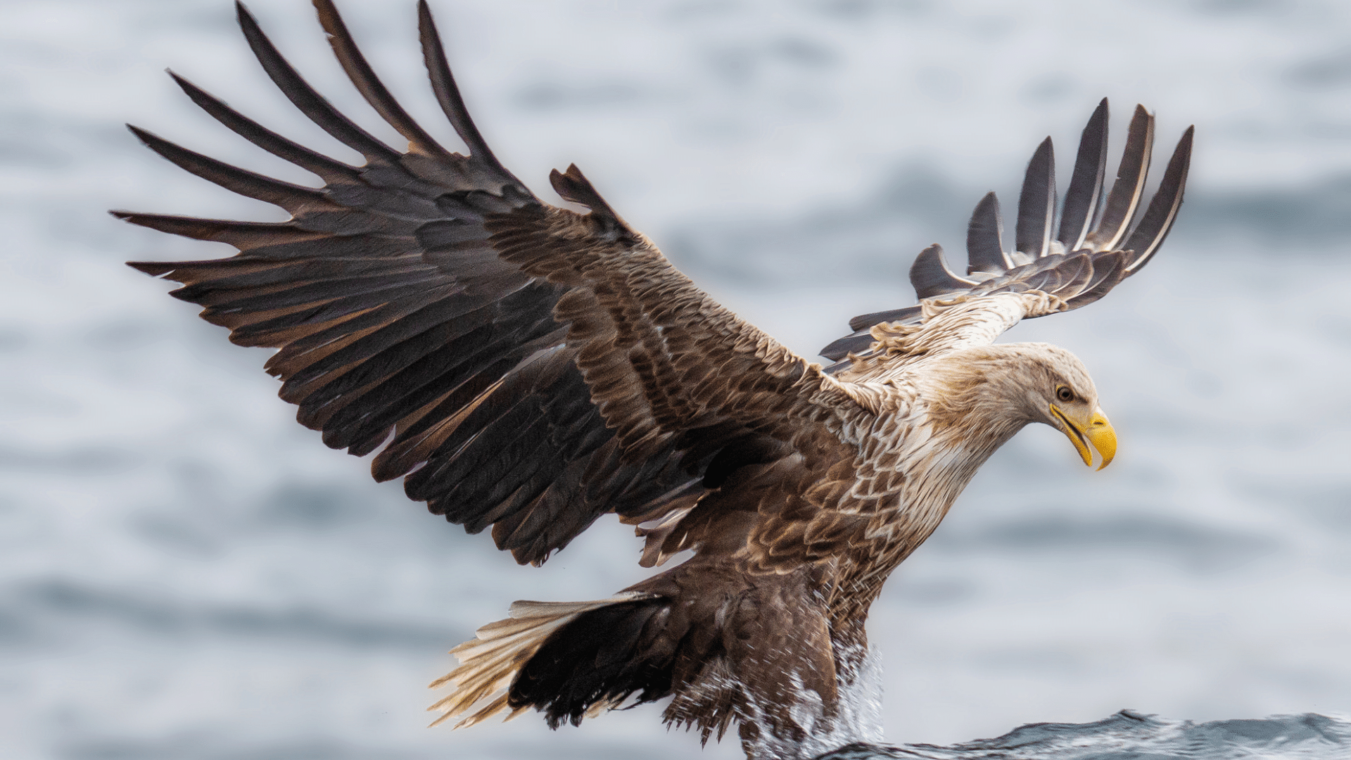 White-Tailed_Eagle