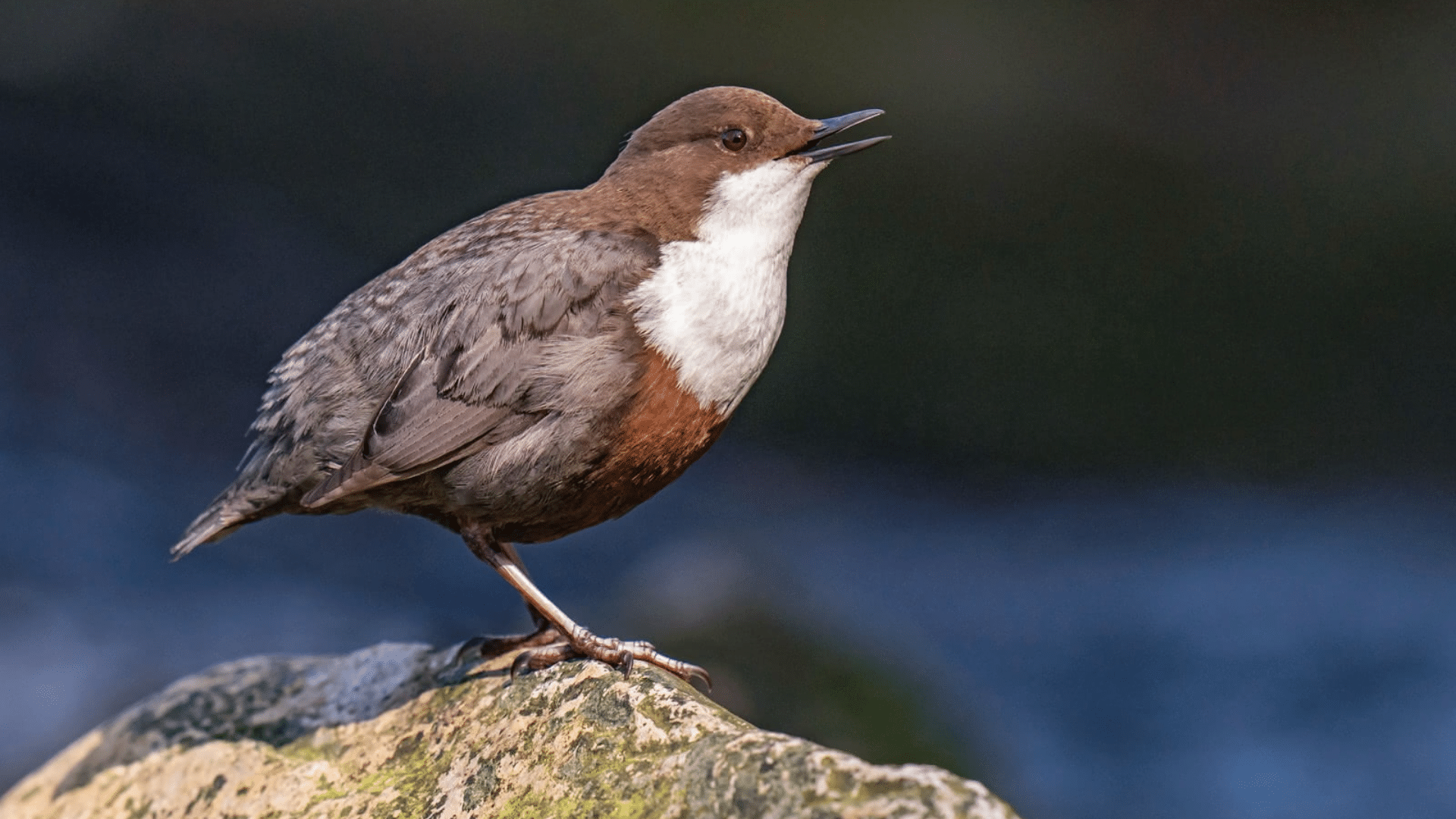 White-Throated_Dipper