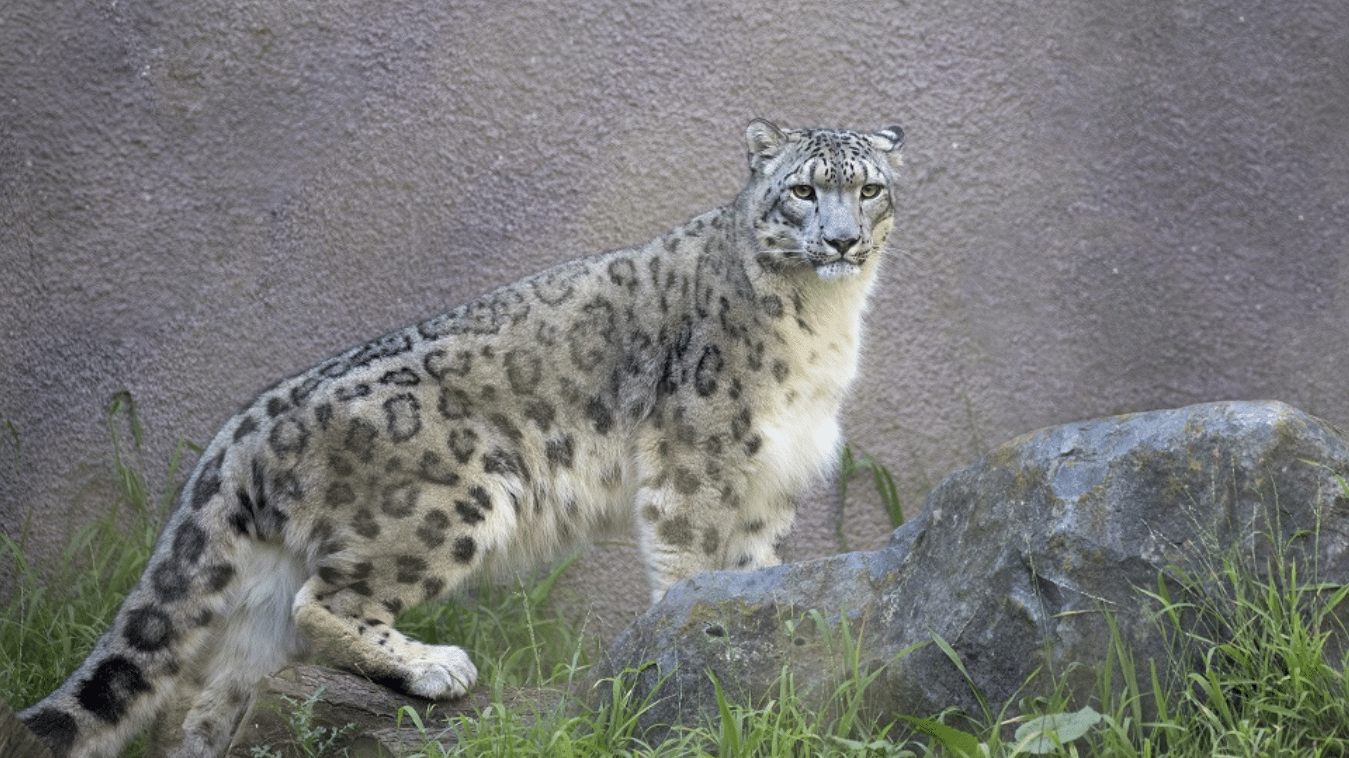 White-Throated_Mountain_Lion_Snow_Leopard