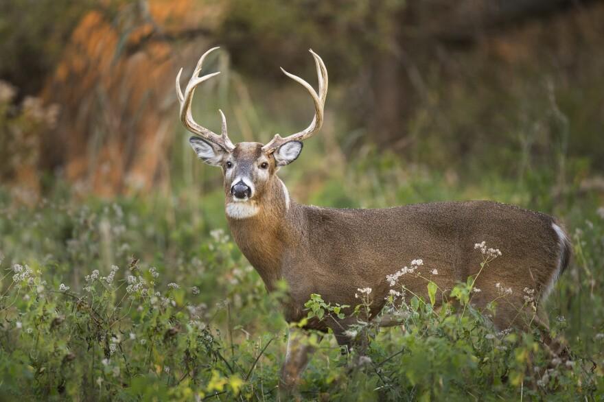 White-tailed_Deer