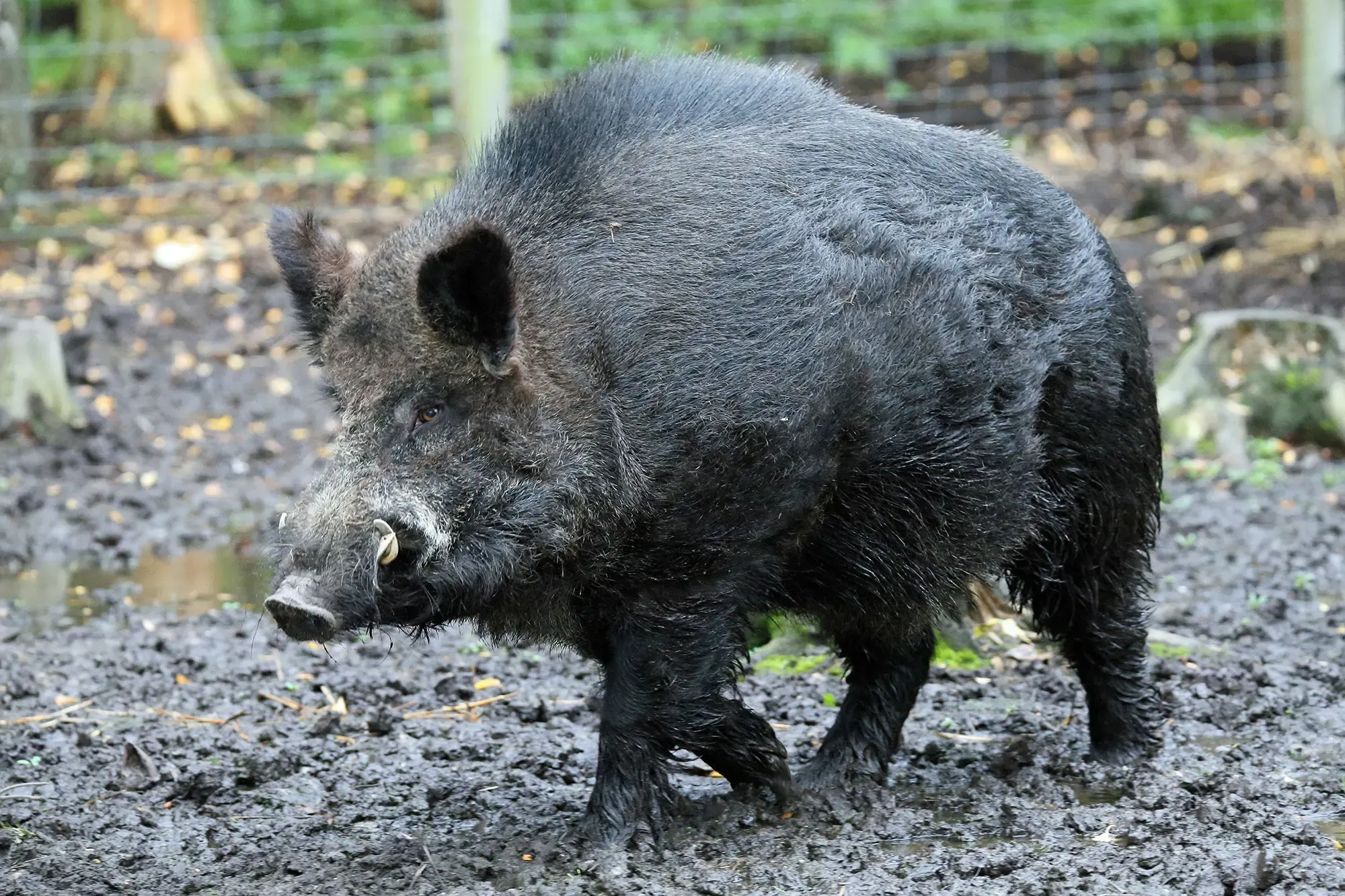 Wild_Boar