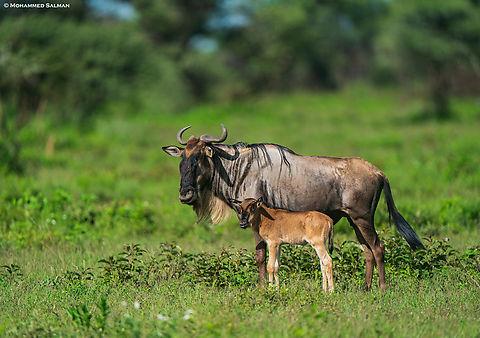 Wildebeest_Connochaetes_taurinus