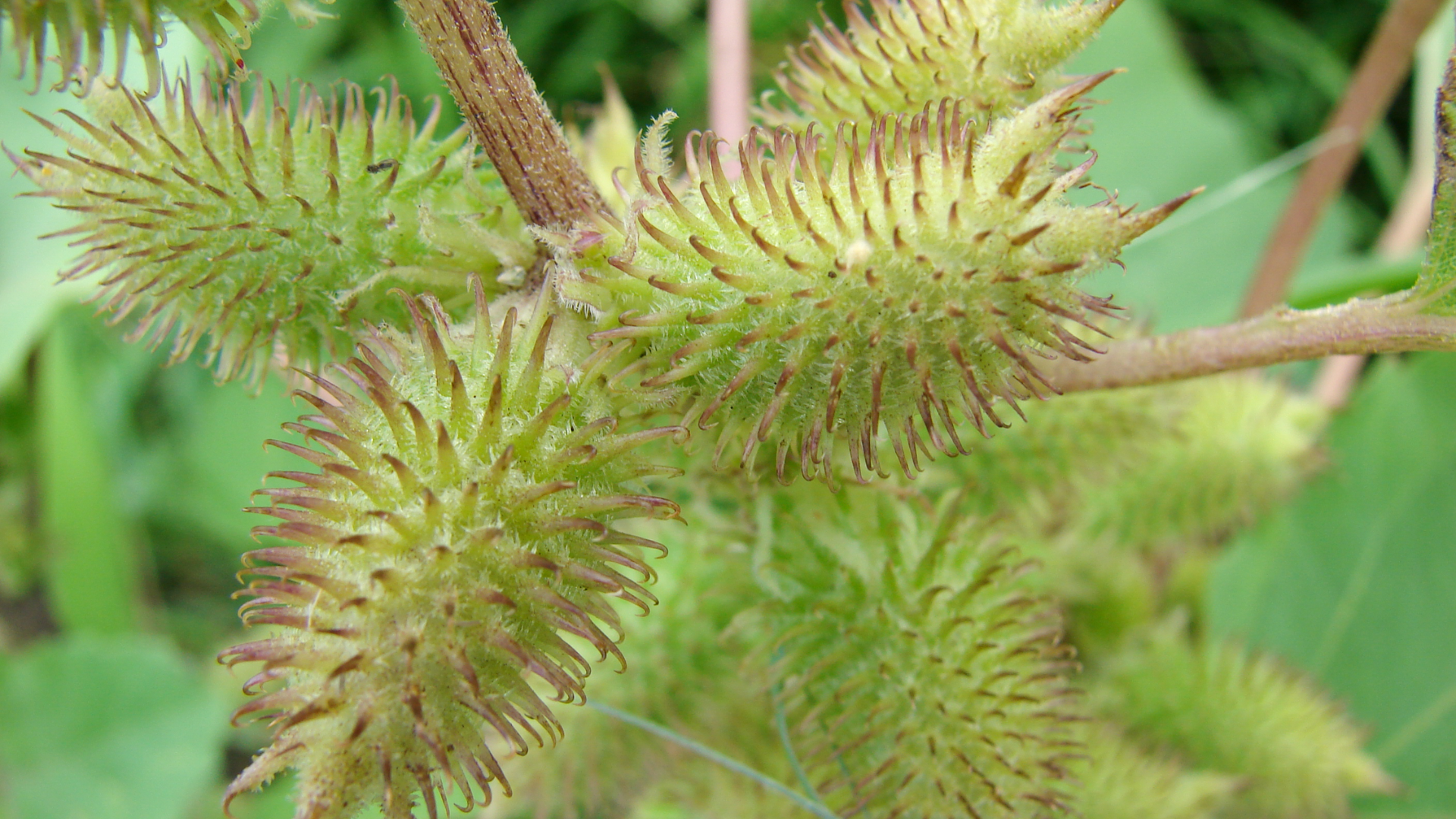 Xanthium_Fruit