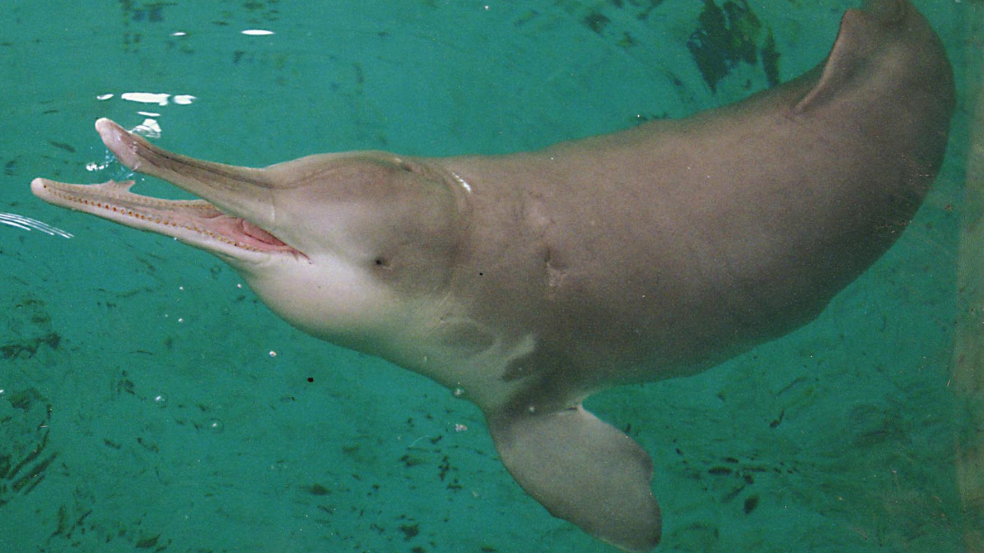 Yangtze_River_Dolphin