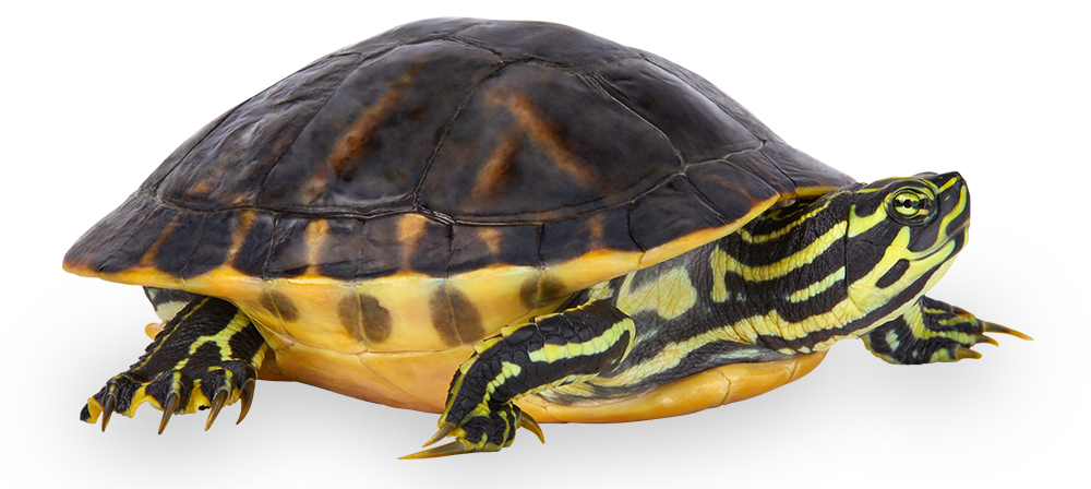 Yellow-bellied_slider