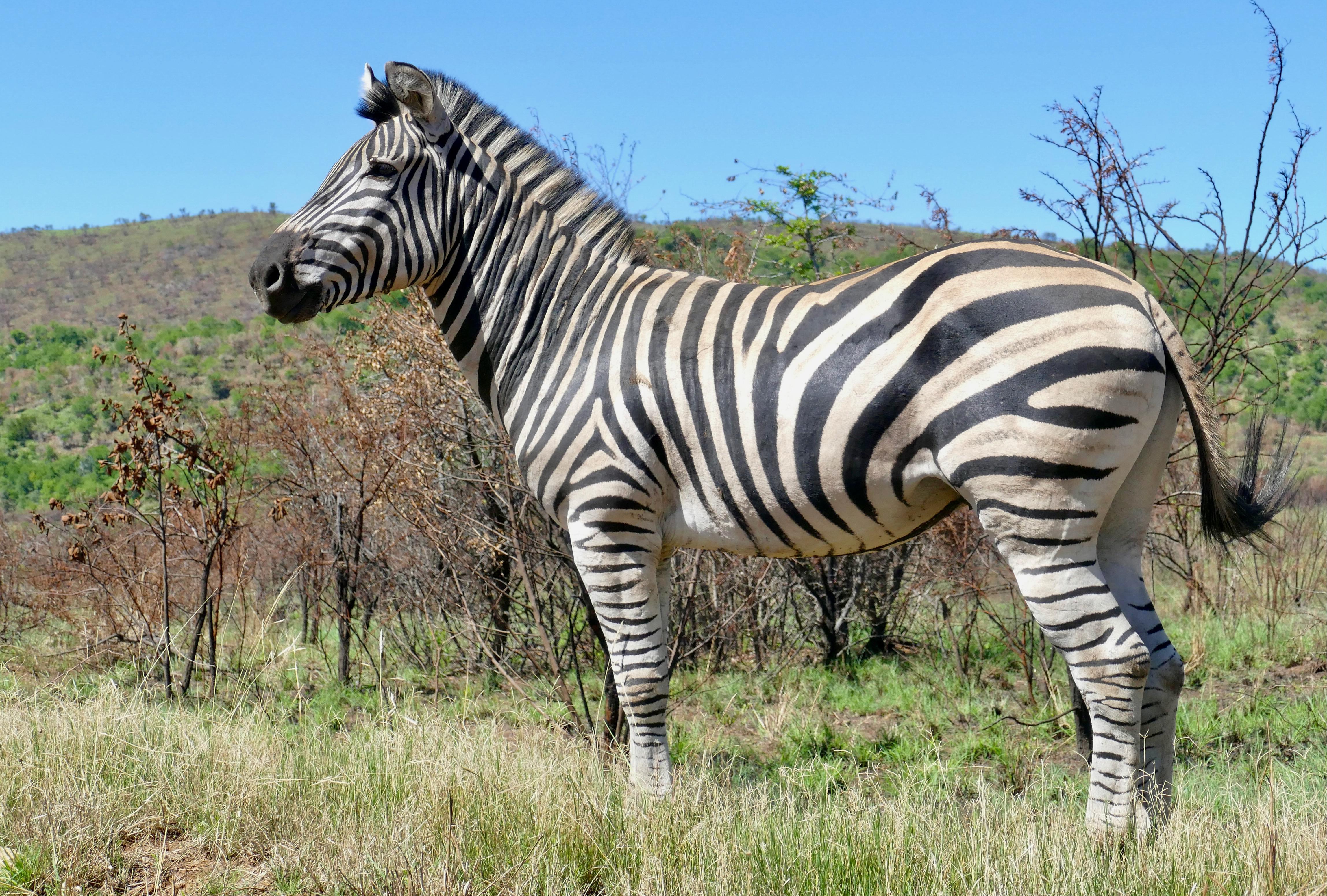 Zebra_Equus_quagga